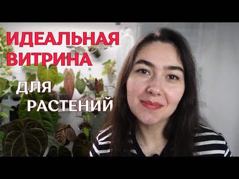 Видео: РАСТЕНИЯ в НОВОЙ витрине 🌿ОБЗОР АНТУРИУМОВ, хой, АЛОКАЗИЙ и ардизий