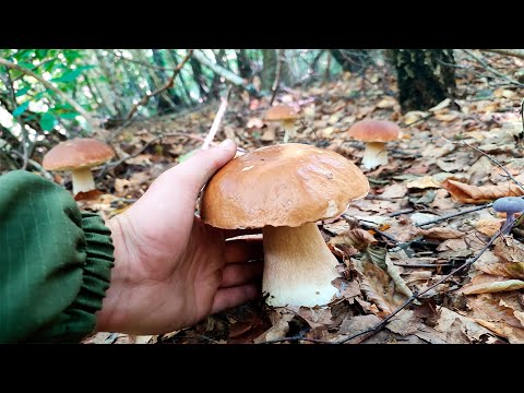 Видео: Хвиля білих грибів набирає обертів.Гриби Карпат