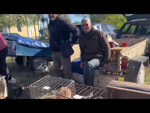 Видео: 20.09.2025 ВЫСТАВКА-ЯРМАРКА ГОЛУБОВ И ДРУГИХ ЖИВОТНЫХ с. МАЧУХИ ПОЛТАВСКИЙ РАЙОН ПОЛТАВСКАЯ ОБЛАСТЬ