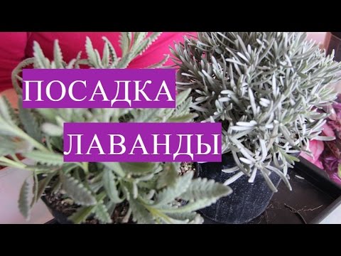 Видео: Отличный Способ Посадки Лаванды! Лаванда Черенками.