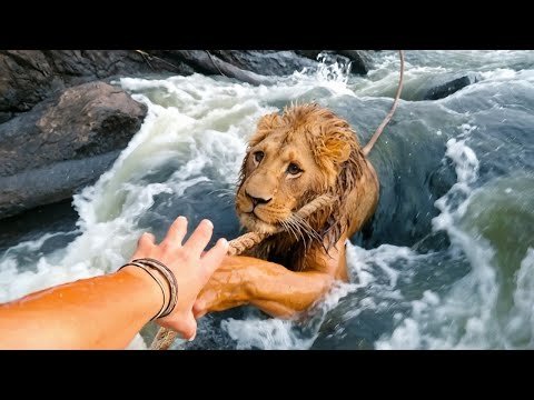Видео: 50 Героев, Которые Спасли Жизни Животных