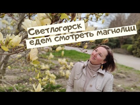 Видео: Светлогорск. Едем смотреть магнолии.