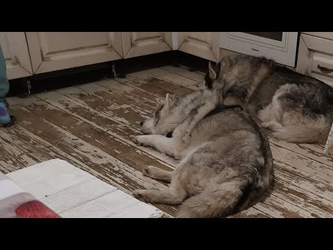 Видео: напрасно 10 #хаски ждут ужин