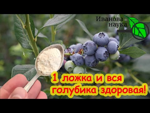 Видео: ЛУЧШЕЕ УДОБРЕНИЕ ДЛЯ ГОЛУБИКИ! Достаточно 1 чайной ложки в год и голубика в полном порядке!