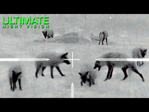 Видео: Охота с тепловизором на Койоты | 60 койотов