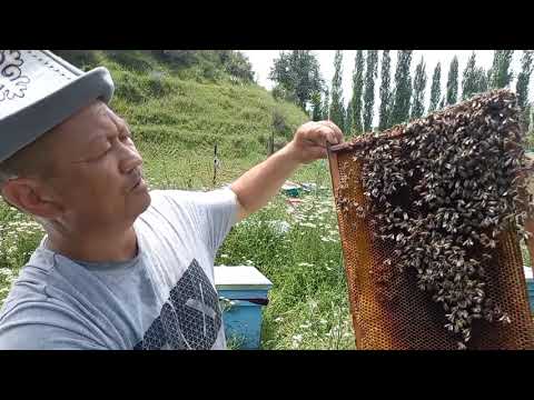 Видео: Бал аарынын түйшүгүн баккан билет. Аарыларга саякат
