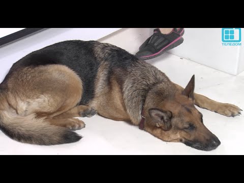 Видео: Test.tv: Все для животных. Как воспитывать немецких овчарок.