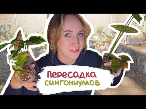 Видео: Пересадка СИНГОНИУМОВ | Ред спот триколор, конфетти милк и другие