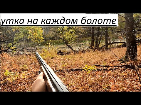 Видео: охота на утку в лесу 2025