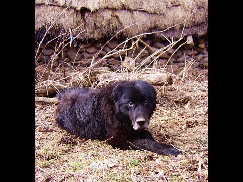 Видео: Документарен филм „Караманите од Патишка Река“