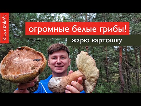 Видео: КАК ЖАРИТЬ БЕЛЫЕ ГРИБЫ | СОБРАЛ И ПОЖАРИЛ С КАРТОШКОЙ