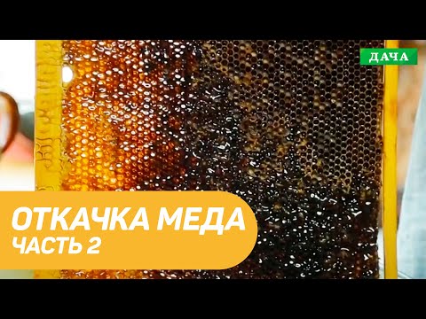 Видео: Откачка меда с помощью медогонки. Подводим Итоги сезона. Часть 2.