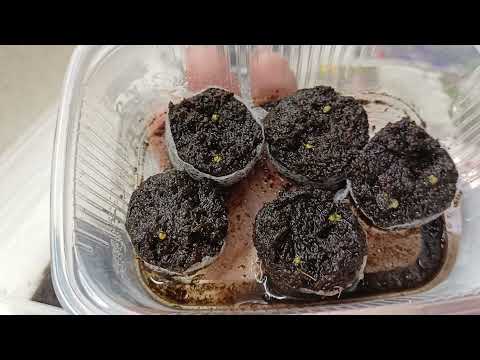 Видео: Эустома долго не всходит.В чём причина?Мои эустомы всзошли на 9-й день!20 декабря 2021г