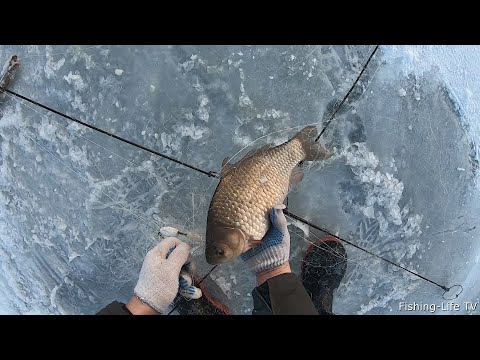 Видео: КАРАСИ ГИГАНТЫ С ОМУТА НА ХАПУГУ! ЭТА СНАСТЬ ЛОВИТ ВСЕГДА!   СМЕНИЛ 3 МЕСТА И К ВЕЧЕРУ НАШЁЛ РЫБУ...