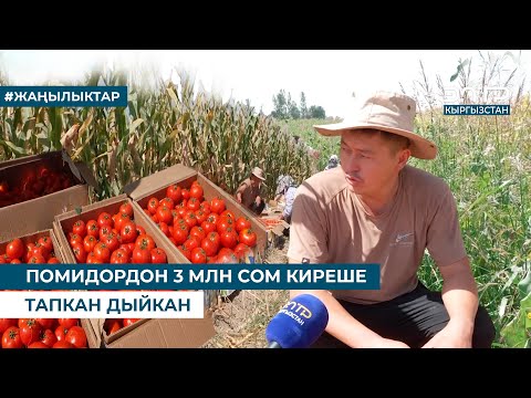 Видео: ПОМИДОРДОН 3 МЛН СОМ КИРЕШЕ ТАПКАН ДЫЙКАН