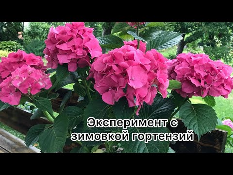 Видео: ВПЕРВЫЕ ОСТАВИЛА ЗИМОВАТЬ КРУПНОЛИСТНЫЕ ГОРТЕНЗИИ В ТЕПЛИЦЕ.