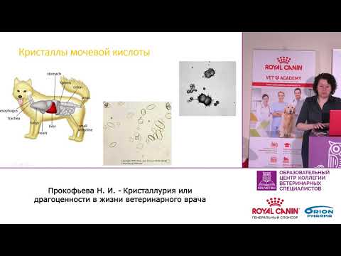 Видео: Кристаллурия или драгоценности в жизни ветеринарного врача