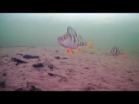 Видео: Как музыка улучшает видео подводной съёмки ⭐😀😀😀