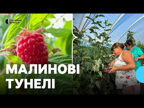 Видео: Британські сорти малини у тунельних теплицях: як на Черкащині вирощують ягоди