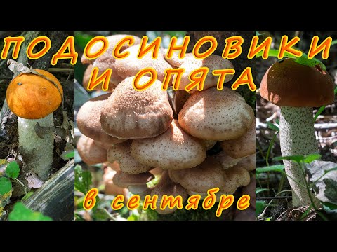 Видео: Подосиновики и опята в сентябре! По грибы 2025!