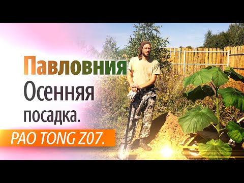 Видео: Павловния - осенняя посадка. Павловния PAO TONG Z07. Пошаговая инструкция по посадке Павловнии.