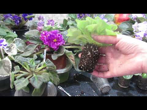 Видео: Як врятувати залиту фіалку. Важлива хитрість.