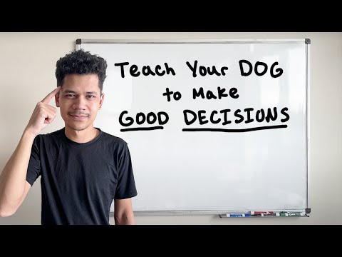 Видео: Научите собаку принимать правильные решения