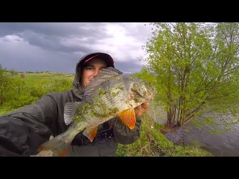 Видео: Ловля конского ОКУНЯ из под ондатры! Карась на микроджиг! ВОТ ЭТО ОКУНИ!!!