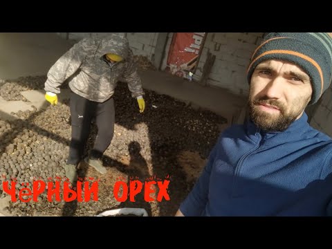 Видео: Как почистить чёрный орех быстро!