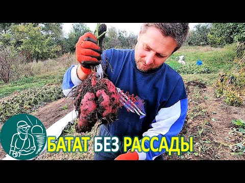 Видео: Выращивание батата без рассады с посадкой черенками из открытого грунта 🚀 Опыт Гордеевых