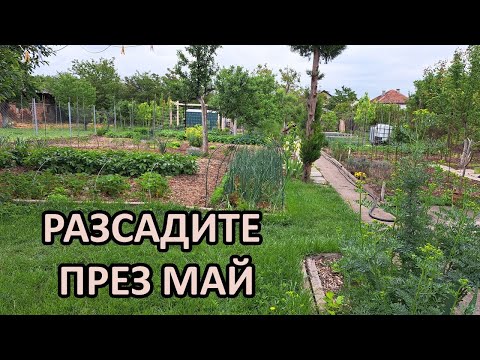 Видео: Състояние на разсадите, какво можем да посеем през май,градина без копане-Tony's permaculture garden