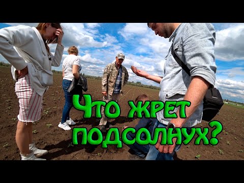 Видео: Что сжирает подсолнух! Хрущ? Совка? Проволочник?