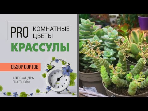 Видео: Крассулы - ОБЗОР СОРТОВ | Денежное дерево  - оно такое разное