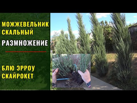 Видео: Размножение скальных можжевельников. На примере  БЛЮ АРРОУ (Blue Arrow) и СКАЙРОКЕТ (Skyrocket).