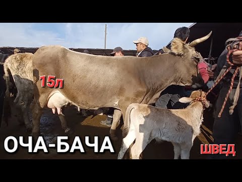 Видео: молбозор худжанд нарху навои Буқаҳои калон ва майда, моли оча бача ва дуҷон дар Бозор ноябр.