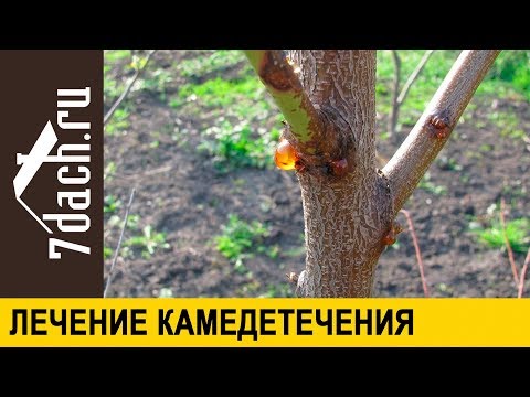 Видео: 🌳 Как лечить камедетечение (гоммоз) - 7 дач