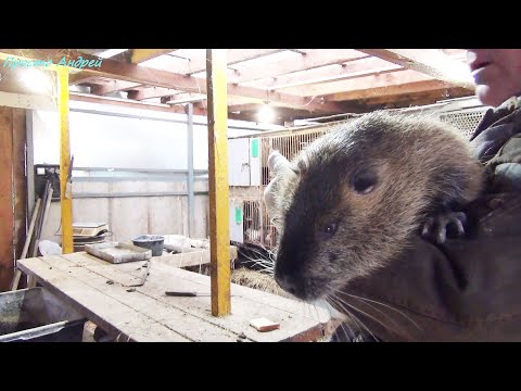 Видео: КАК сохранить пальцы рук при содержание нутрий