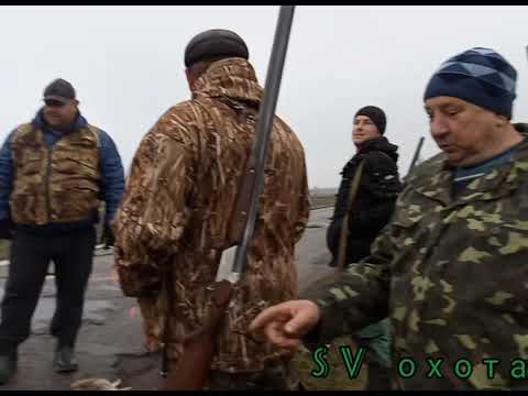 Видео: Охота на зайца 5.12.2021