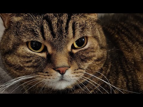 Видео: Ответы на ваши вопросы о кошках и собаках 26.10.25