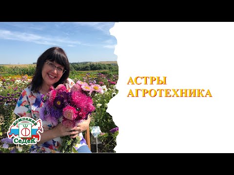 Видео: АСТРЫ