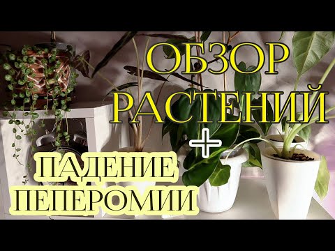 Видео: Обзор растений во время ухода + падение пеперомии.