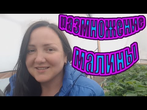 Видео: Промежуточный результат укоренения крапивки малины