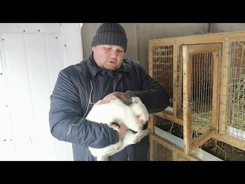 Видео: Какую породу кроликов выбрать начинающему кролиководу?