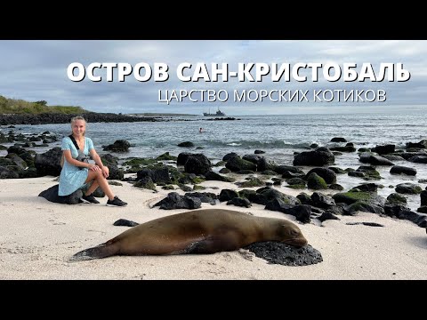 Видео: Остров Сан-Кристобаль - царство морских котиков. Галапагосские острова
