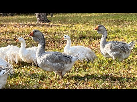 Видео: Холмогорские и Ленточные гуси. Отправка гусей в Тюмень и Нижний Новгород