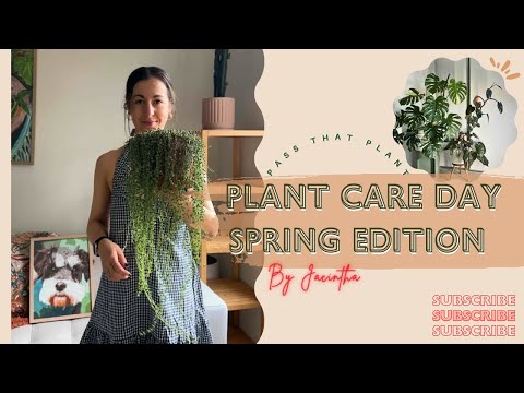 Видео: Возня с комнатными растениями во время весенней грозы