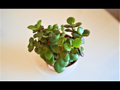 Видео: Краснеют листья Толстянки (Денежного дерева). Причины, последствия/Как это предотвратить