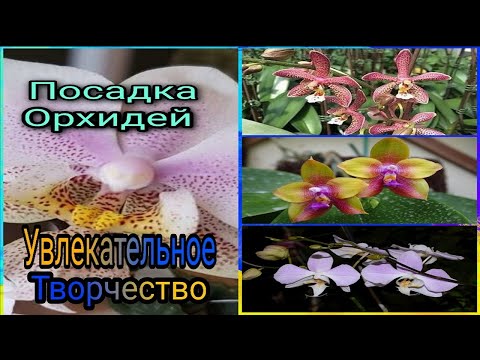 Видео: Посадка пяти орхидей, быстро и просто.