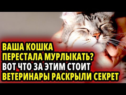 Видео: ВАША КОШКА  ПЕРЕСТАЛА МУРЛЫКАТЬ? ВОТ ЧТО ЗА ЭТИМ СТОИТ. ВЕТЕРИНАРЫ РАСКРЫЛИ СЕКРЕТ