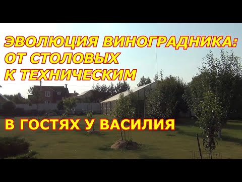 Видео: ЭВОЛЮЦИЯ ВИНОГРАДНИКА: ОТ СТОЛОВЫХ  К ТЕХНИЧЕСКИМ СОРТАМ.  В гостях у Василия